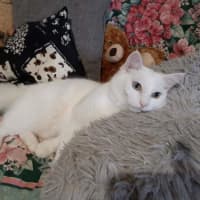 Photo of Bambi 
