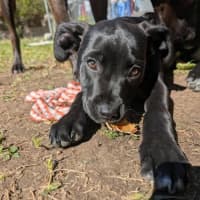 Photo of Echo