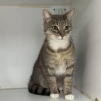 Photo of Gravy