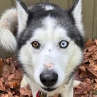 Photo of Max