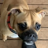 Photo of Bonnie