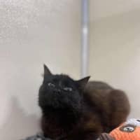 Photo of 🌱 Petunia 5628 🌱