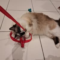 Photo of Smokey