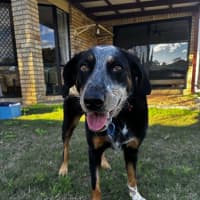 Photo of Luxi *$250 Adoption Fee*