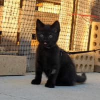 Photo of Echo / Rahu