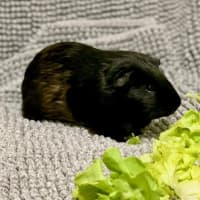Photo of Gabriel