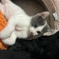 Photo of Cosmo
