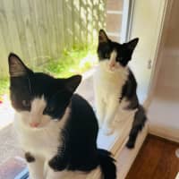 Photo of Cookie & Cream