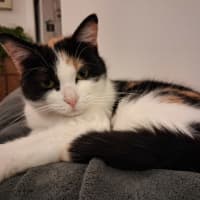 Photo of Firebird