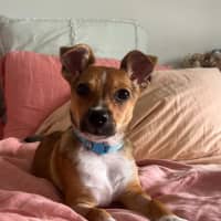 Photo of Timmy   4 Month Old Chihuahua