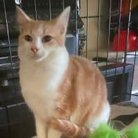 Photo of Layla * 9 Lives Project Rescue*