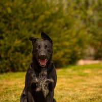 Photo of Louie