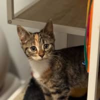 Photo of Skye