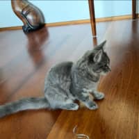 Photo of Londyn 😻💕💕😻