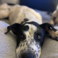Photo of Freckles