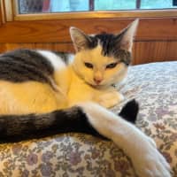 Photo of Junipurr