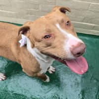 Photo of Jazz (64321)