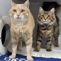 Photo of Artemis