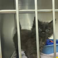 Photo of Oliver   Located In Kew