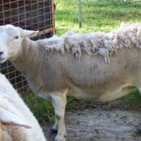 Photo of Sheep