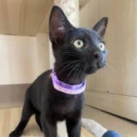 Photo of C1487 Vincent