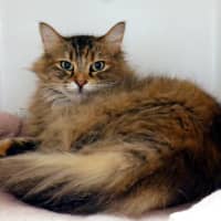 Photo of Pounce Sta014783