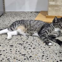 Photo of Aya