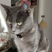 Photo of Pearl