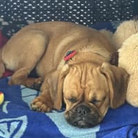 Photo of Harry   15 Week Old Pug X Cavalier
