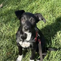 Photo of Sadie
