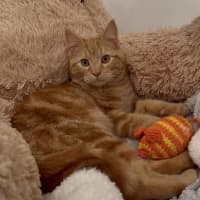 Photo of Byron