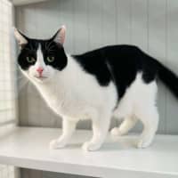 Photo of Luffy   Located In Preston