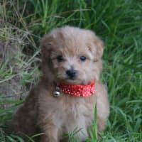 Photo of Theodore *Relisted*