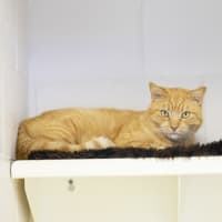 Photo of Mister Mister