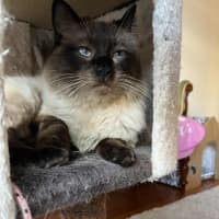 Photo of Mr Mistoffelees   In Foster Care In Frankston