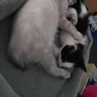 Photo of Luna