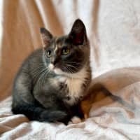 Photo of Cookie   In Foster Care In Bentleigh East