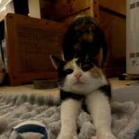 Photo of Uno