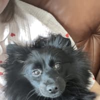 Photo of Wilma (Coco)