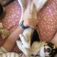 Photo of Polly   1 Year Old Cattle Dog X