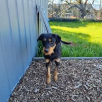 Photo of Rotti