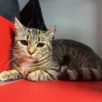 Photo of Snowball