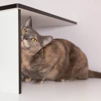 Photo of Coco