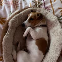 Photo of Elsa   3 Year Old Jack Russell X (Trial)