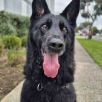 Photo of Rover