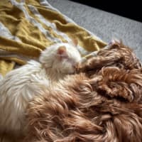 Photo of Oats Meet Me @Petstock Carrum Downs Store