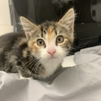 Photo of Pippa