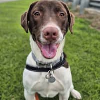 Photo of Milo