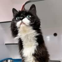 Photo of Tinkerbell Sta013218