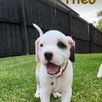 Photo of Theo
